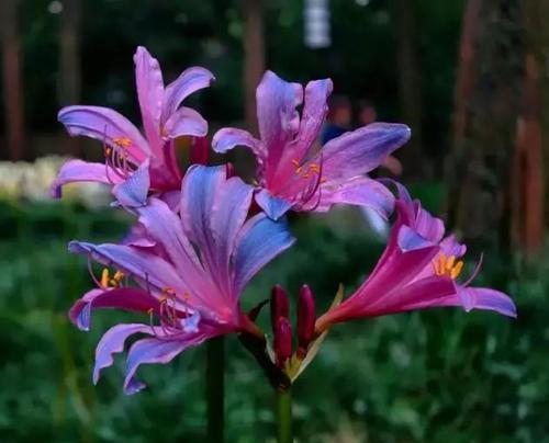 《等我》——以百合花的花语为主题的文章（用花语描绘等待的坚定与美好）