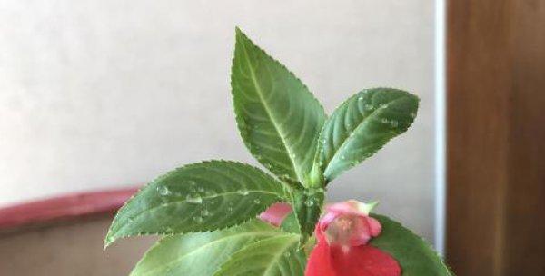 以百合花为主题的奉献之花语(百合花传递的美好祝福)