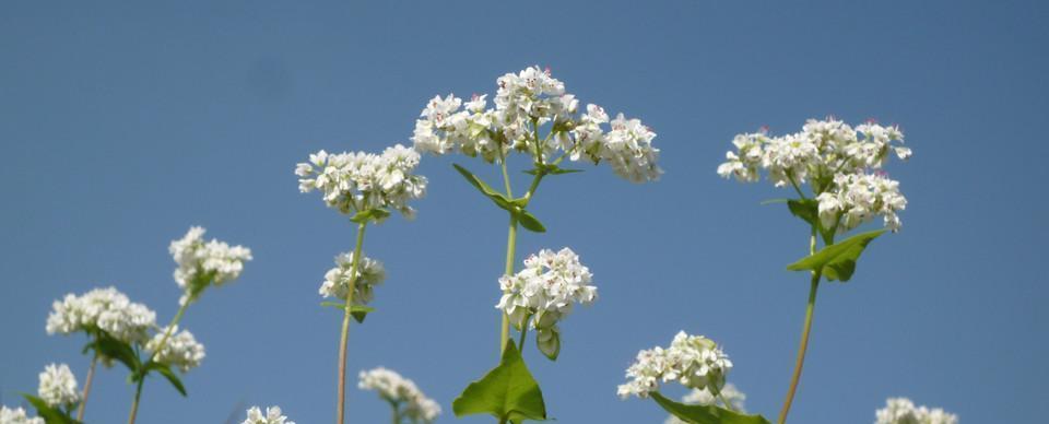 孤独迷茫（追寻内心深处的孤独与迷茫，从菊花中找到答案）