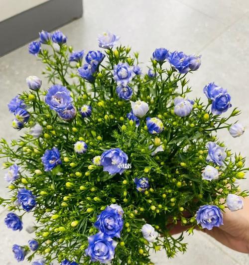 如何养护丹麦风铃花（掌握关键步骤，让花朵更美丽）