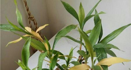 醉蝶花黄叶的原因和治疗方法（如何预防和治疗醉蝶花黄叶现象）