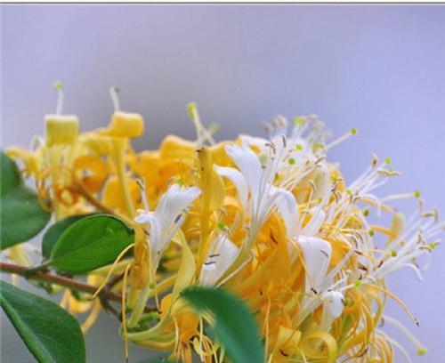 醉蝶花黄叶的原因和治疗方法（如何预防和治疗醉蝶花黄叶现象）