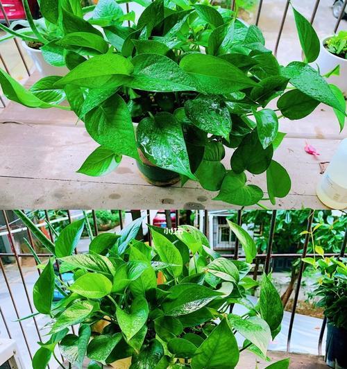 春天养房间的盆栽植物（选择适合春季的室内绿植，让家居充满生机）