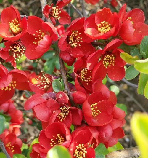 贴梗海棠的花期特点（探究一年开几次花及其影响因素）