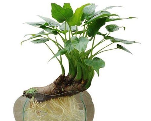 打造茂盛水培滴水观音，必知8要领！（从选苗到保养，为你呈现一场生命的艺术！）