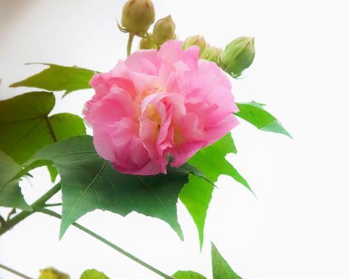 芙蓉花开花时间及魅力(夏季最美的花朵,如何欣赏芙蓉花?)