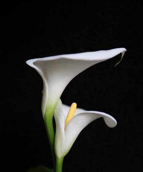 马蹄莲花怎么养护和浇水？（了解养护技巧，打造美丽马蹄莲花）