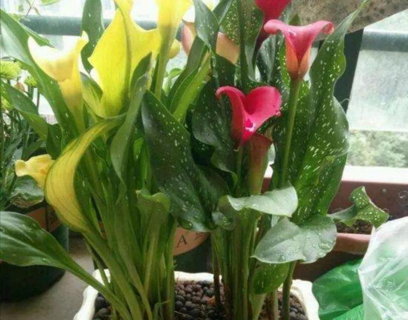 马蹄莲花怎么养护和浇水？（了解养护技巧，打造美丽马蹄莲花）