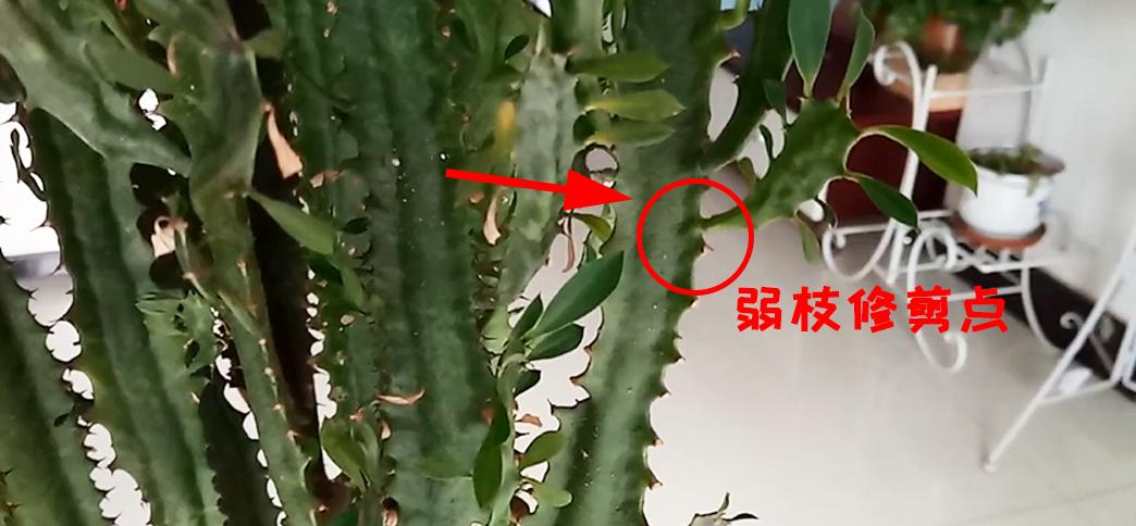 如何让百合花打顶变多头（百合花的繁殖技巧）
