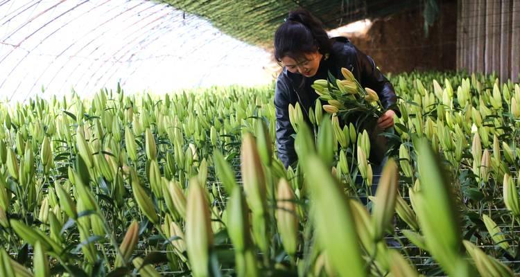百合几月份种植及注意事项（春季与秋季百合种植的优缺点及操作技巧）