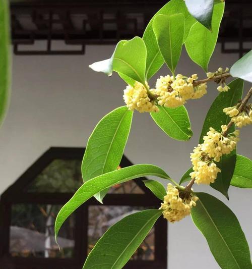 四季桂花哪个品种最香?(全面解析四季桂花品种香气的差别及其栽培方法)