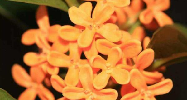 四季桂花哪个品种最香？（全面解析四季桂花品种香气的差别及其栽培方法）