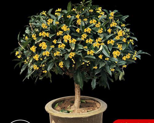 四季桂花哪个品种最香？（全面解析四季桂花品种香气的差别及其栽培方法）