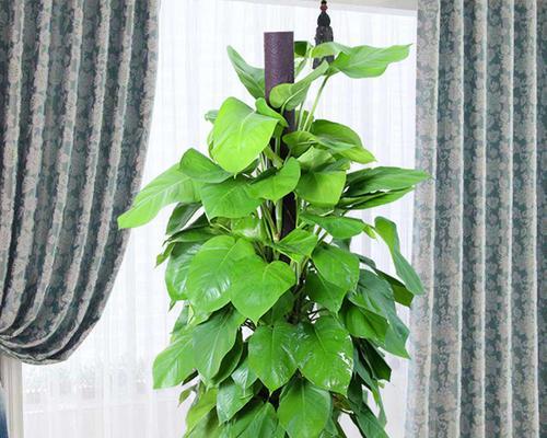 常见家庭绿植种类大全（如何选择适合自己的家庭绿植？）