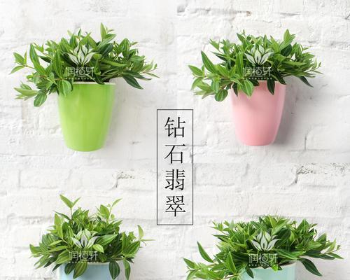 吊兰水培全指南（打造绿色家居，从吊兰水培开始）