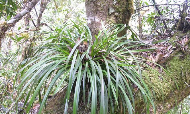保护植物，共建美丽家园（从我做起，呵护自然之美）