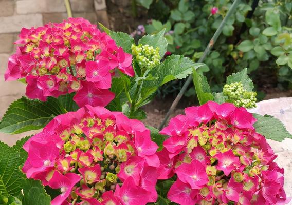 北方夏天常见的花及其养殖方法（掌握这些技巧，轻松打造花海）