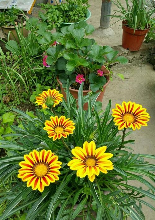 北方夏天常见的花及其养殖方法（掌握这些技巧，轻松打造花海）