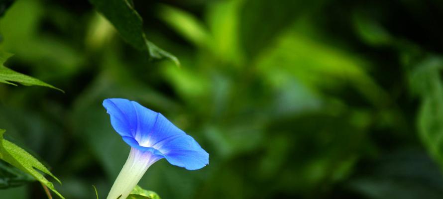 春日花开（常见植物介绍）