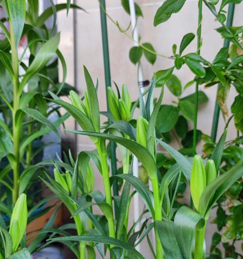 百合花种植技术交流（掌握百合花种植技巧，打造花园新宠）