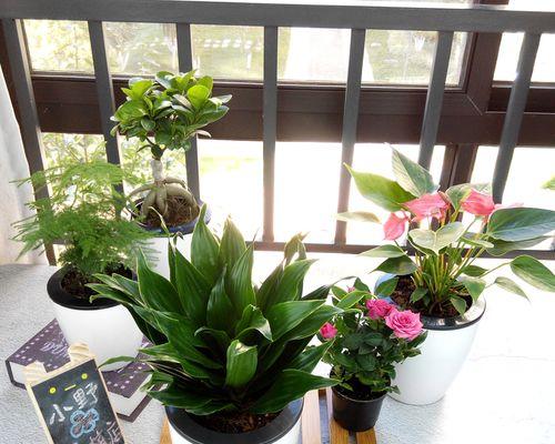 室内花卉养护指南（选择适合自己的室内花卉，打造舒适宜居的家居环境）