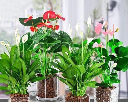 室内花卉养护指南（选择适合自己的室内花卉，打造舒适宜居的家居环境）