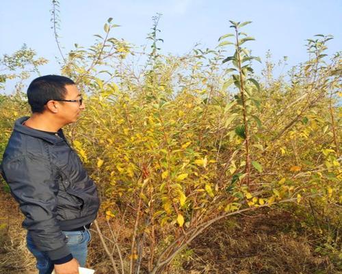 连翘种子的种植方法（从选种到成活，每一步都不能马虎）