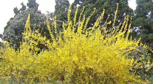 连翘种子的种植方法（从选种到成活，每一步都不能马虎）