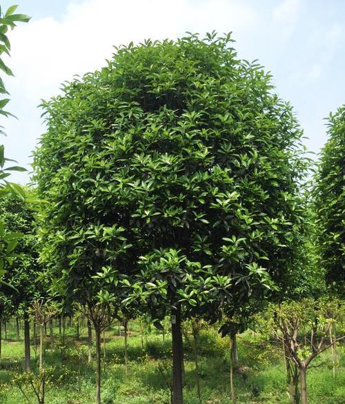 如何选择适合桂花树的肥料？（让你的桂花树生长茂盛，花香四溢！）