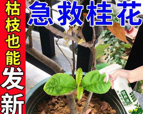 如何选择适合桂花树的肥料？（让你的桂花树生长茂盛，花香四溢！）