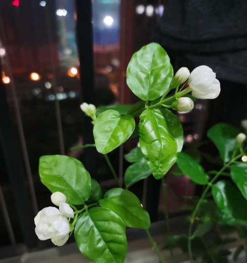 茉莉花的养殖方法（如何打造美丽的茉莉花园）