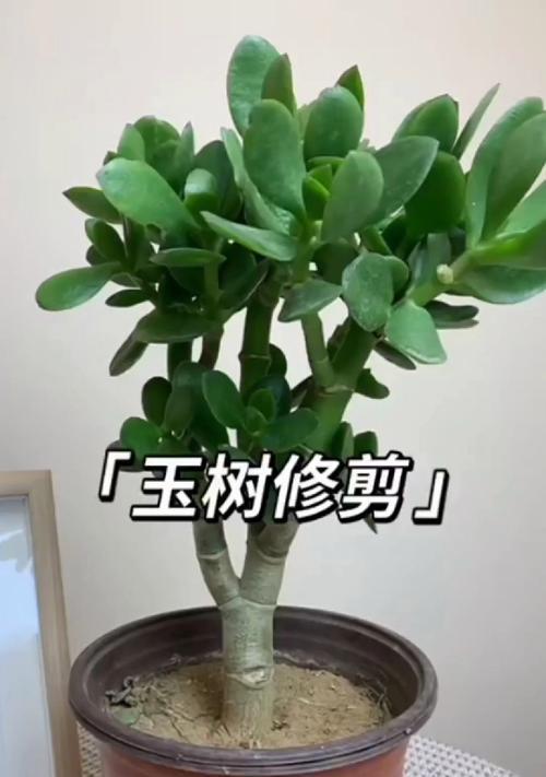 如何修剪玉树让它更美丽？（玉树修剪技巧，让你的花园更漂亮）