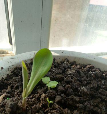 如何种植健康的凤仙花（从选种到管理，一步步教你打造迷人的花园）