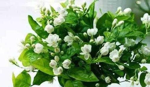 茉莉花的家庭养殖方法（从选种到管理，打造美丽的家庭园林）