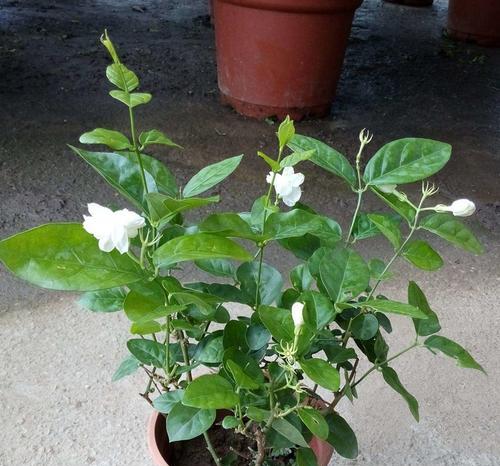 茉莉花的家庭养殖方法（从选种到管理，打造美丽的家庭园林）