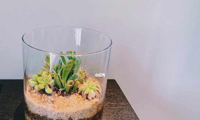 如何养护多肉植物（从选购到养护，让你轻松打造多肉花园）
