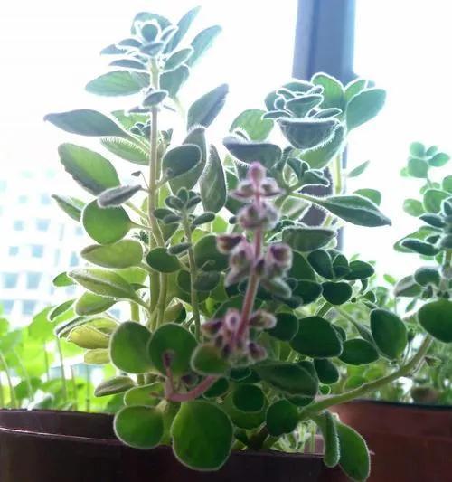 厚脸皮花的养护指南（打造独特个性，分享厚脸皮花的魅力）