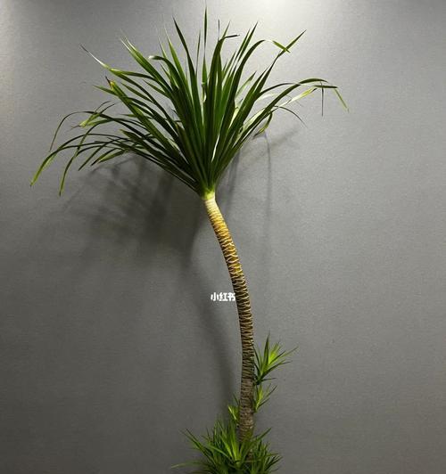 如何解决龙须树养殖过程中叶子发黄的问题（掌握关键技巧，让你的龙须树健康成长）