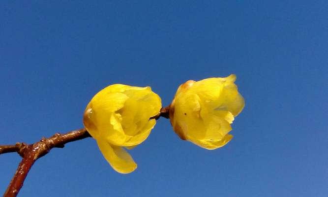 揭秘腊梅花的多彩世界（一朵花，多种颜色，颜色主宰花的美丽）