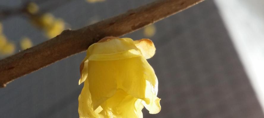 揭秘腊梅花的多彩世界（一朵花，多种颜色，颜色主宰花的美丽）