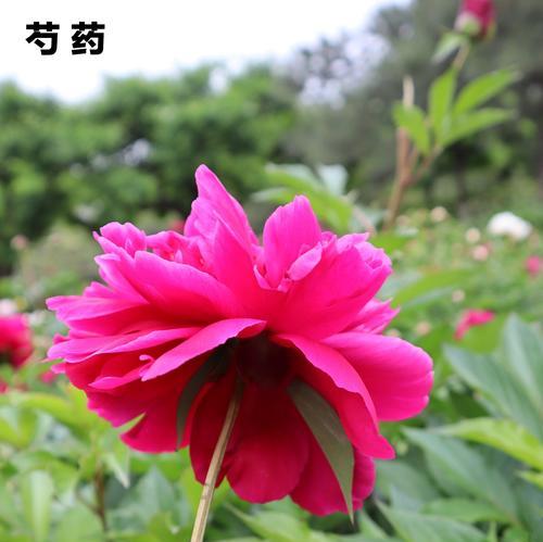 芍药花的特点（从花型到栽培全面解析）