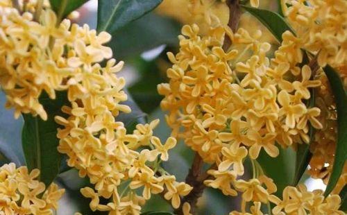 桂花开放季节（桂花盛放的美丽秋日）