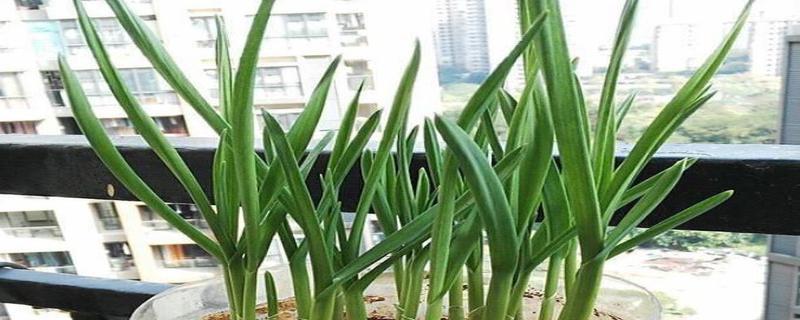 蒜苗发黄的原因及解决方法（了解蒜苗发黄的种种原因与处理方法，从根源上保护蒜苗生长）