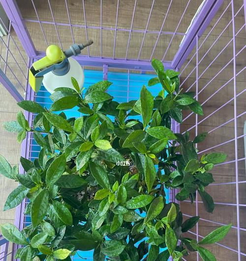 栀子花养护全攻略（方法技巧让栀子花绽放美丽花海）