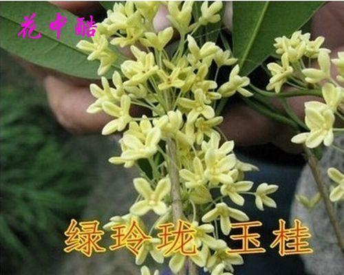 如何种植桂花种子（育苗技巧、注意事项与成活率）