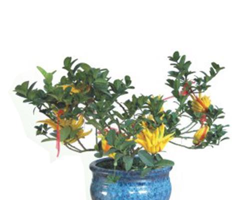 如何养护佛瑾花?(佛瑾花的种植技巧与护理方法)