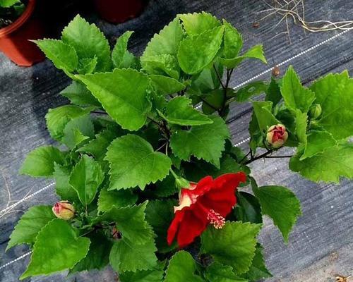 如何养护佛瑾花？（佛瑾花的种植技巧与护理方法）