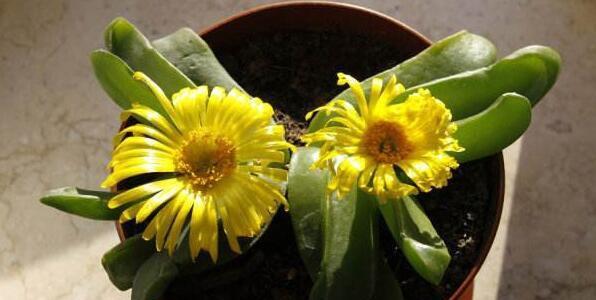 如何养护佛瑾花？（佛瑾花的种植技巧与护理方法）