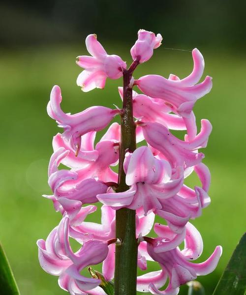四季代表性花大盘点（春夏秋冬，花常开不断）