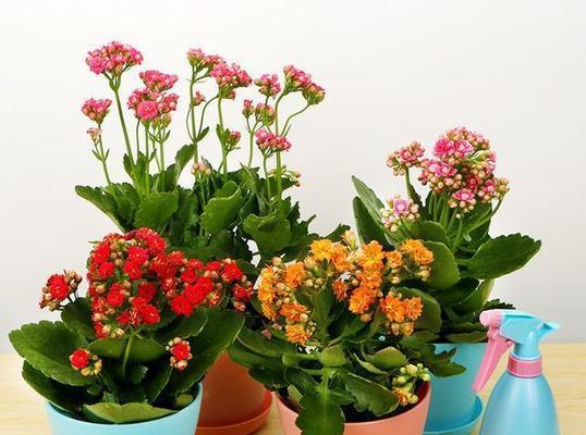 四季代表性花大盘点（春夏秋冬，花常开不断）